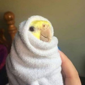 Meet your Posher, Elena